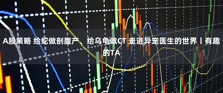 A股策略 给蛇做剖腹产、给乌龟做CT 走进异宠医生的世界丨有趣的TA